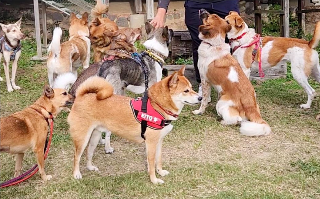 【11月上旬〜2月上旬発送】長崎県産 訳あり 伊木力系温州みかん10kg ／ 果物 くだもの フルーツ 柑橘 蜜柑 ミカン 温州みかん 青果品 国産 大将農園 長崎県 長崎市