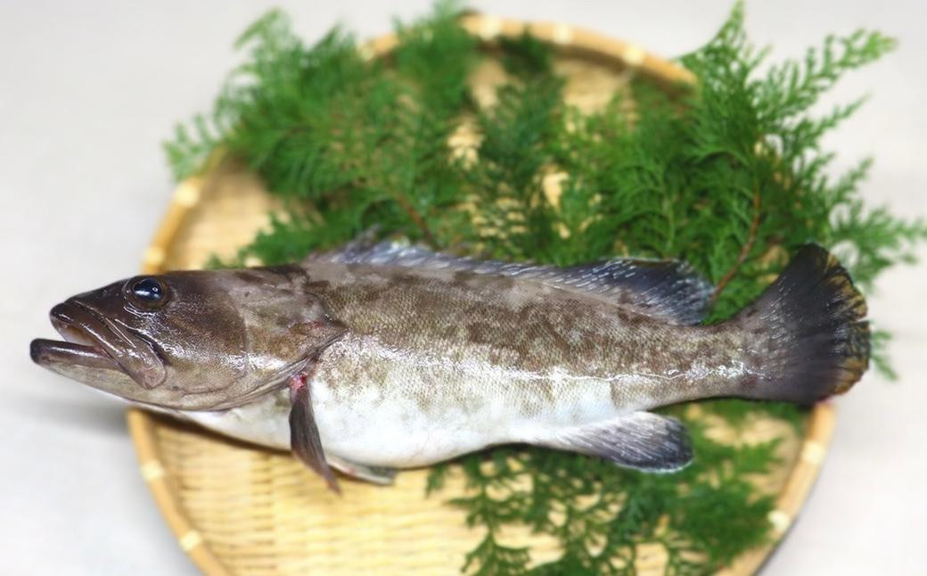 長崎の森で育てた『幻のクエ』 昆布〆 刺身用 約200g 2～3人前 ／ くえ 高級魚 魚 海鮮 海産物 水産物 長崎県 長崎市