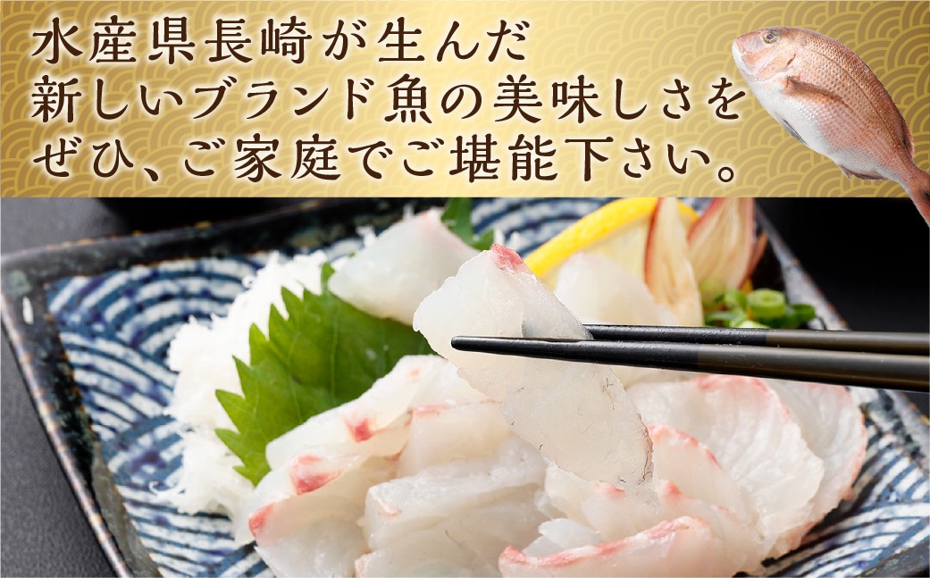 【14営業日以内発送】【premiumfishbrand】 ゆうこう真鯛 （活〆） ×1尾 （約1.5kg） 真鯛 真鯛 マダイ まだい 鯛 タイ たい ゆうこう ブランド魚 魚 海鮮 九州 長崎県 長崎市 冷蔵