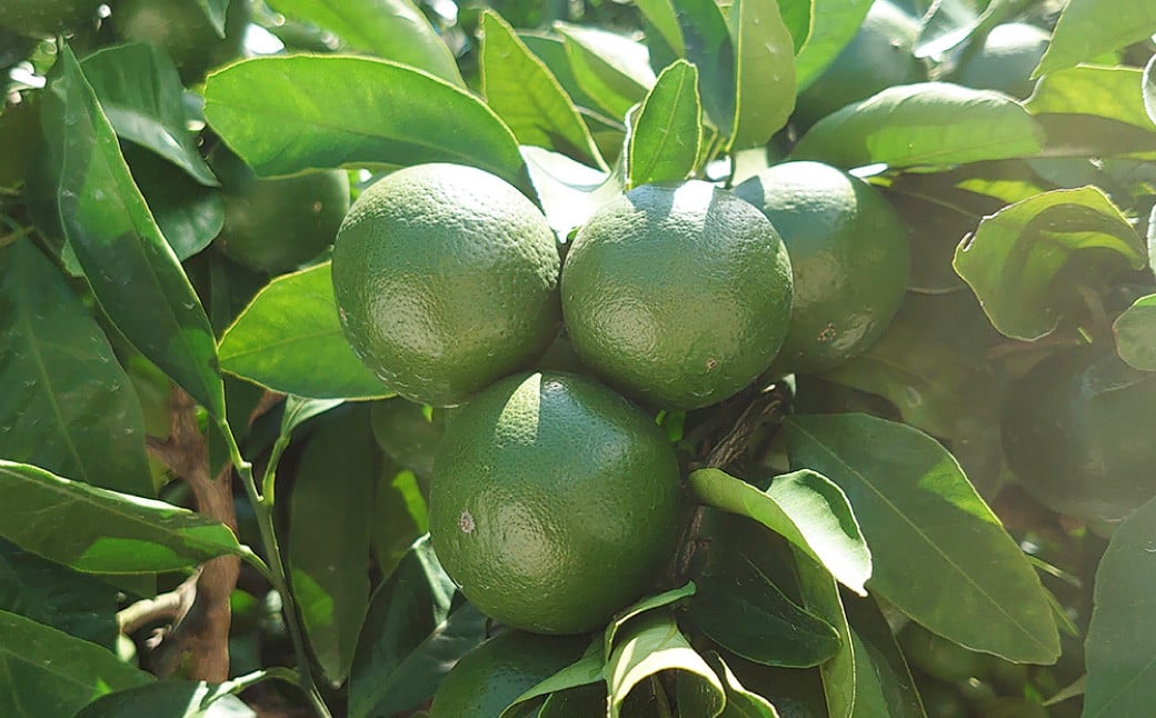 長崎県産 早生温州みかん M～Lサイズ 5kg ／ 果物 フルーツ 柑橘 蜜柑 ミカン みかん 温州みかん 早生 Mサイズ～Lサイズ 国産 大将農園 長崎県 長崎市 【2025年11月下旬～12月下旬迄発送予定】