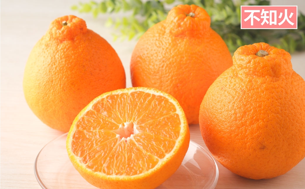 【 年7回定期便 （ 1月 ・ 2月 ・ 3月 ・ 4月 ・ 6月 ・ 8月 ・ 9月配送 ） 】 長崎 旬のフルーツ 定期便 ライト シャインマスカット ・ 巨峰 ・ ハウス桃 ・ びわ ・ 柑橘 果物 くだもの フルーツ 果実 ぶどう マスカット 桃 ビワ 柑橘類 長崎県産