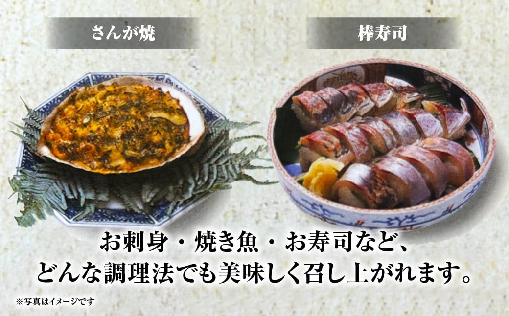 天然 一本釣り アジ【野母んあじ】 2～3本 約1kg 鯵 あじ 刺身 焼き魚 鮮魚 海産物 魚介 お魚 長崎