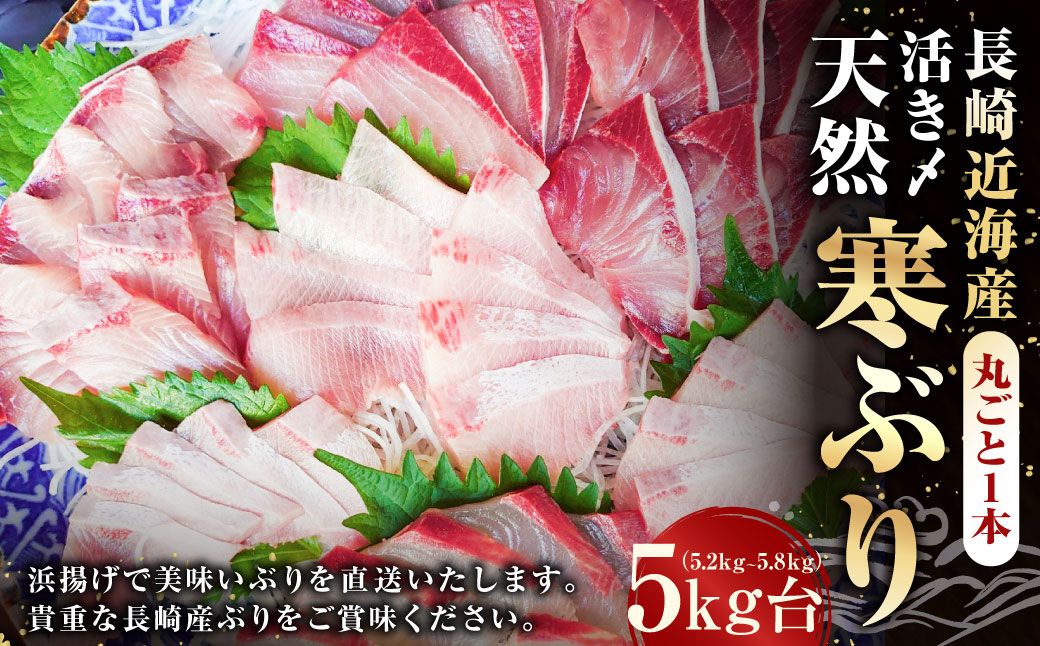 長崎近海 活き〆天然寒ぶり5kg台（5.2kg〜5.8kg）丸ごと1本！！ ／ 魚 海産物 魚介 鮮魚 海鮮 ブリ ぶり 鰤 天然 ブリしゃぶ 刺身 大将農園 長崎県 長崎市 【2025年9月下旬～2026年2月下旬迄発送予定】