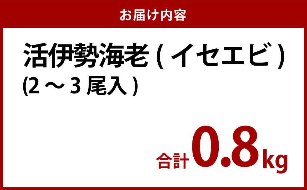 活 伊勢海老 (イセエビ)  2～3尾入り 800g  伊勢エビ エビ 海老 新鮮 【2024年9月下旬発送開始予定】