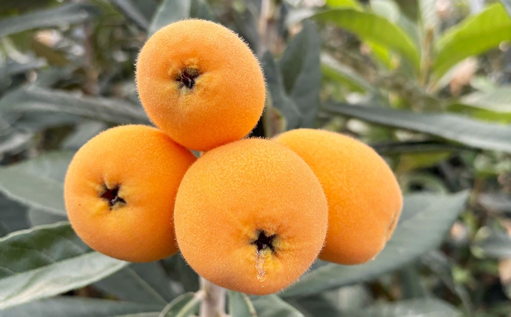 長崎市産びわ500g L玉サイズ（12個入） 贈答用箱入り 【2026年4月下旬～5月下旬発送予定】 びわ ビワ 果物 くだもの フルーツ 国産 国産フルーツ 常温 長崎県 長崎市