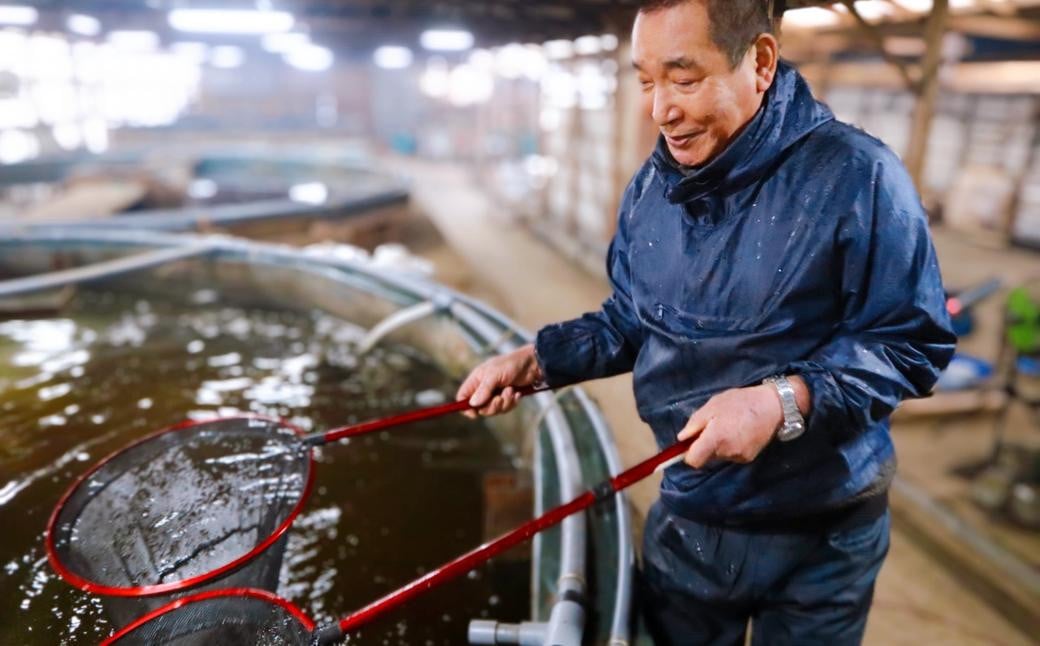 長崎の森で育てた『幻のクエ』 鍋用 約500g 2~3人前×3セット ／ 海鮮 魚介 高級魚 鍋 セット クエ 養殖 長崎県 長崎市