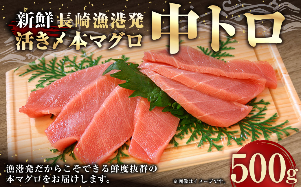 新鮮！長崎漁港発 活き〆本マグロ 中トロ500g ／ 魚 魚介 鮮魚 海鮮 鮪 マグロ まぐろ 本まぐろ 〆 中トロ 刺身 大将農園 長崎県 長崎市 【2025年9月下旬～12月下旬迄発送予定】
