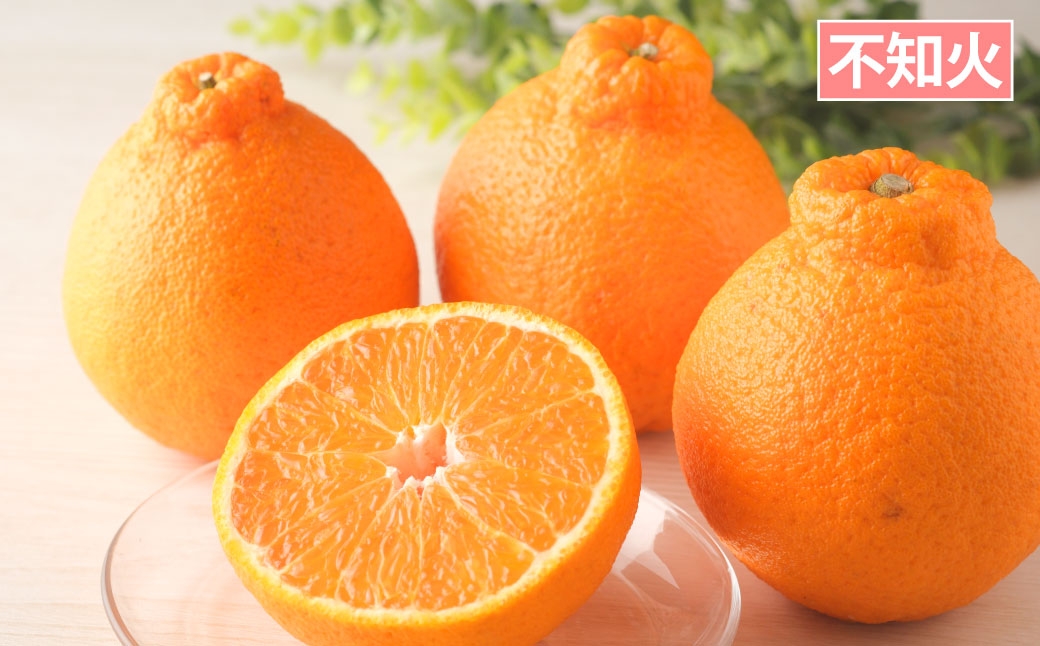 【 年4回定期便 （ 2月 ・ 4月 ・ 6月 ・ 9月配送 ） 】 長崎 旬のフルーツ 定期便 ライト シャインマスカット ・ ハウス桃 ・ びわ ・ 柑橘 果物 くだもの フルーツ 果実 マスカット 桃 ビワ 柑橘類 長崎県産