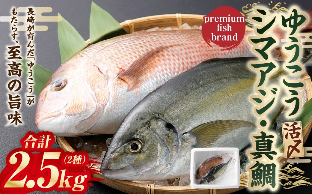 【14営業日以内発送】【premiumfishbrand】 ゆうこうシマアジ （活〆） ×1尾 （約1kg） 、 ゆうこう真鯛 （活〆） ×1尾 （約1.5kg） ／ シマアジ しまあじ 鯵 アジ あじ 真鯛 真鯛 マダイ まだい 鯛 タイ たい ゆうこう ブランド魚 魚 海鮮 九州 長崎県 長崎市 冷蔵