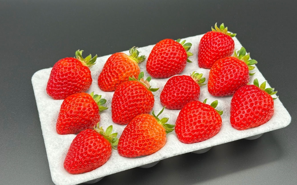 いちご 「 さちのか 」 約1kg（500g×2箱） 【2027年1月上旬～3月上旬出荷予定】 果物 くだもの 果実 苺 イチゴ フルーツ 果肉 国産 長崎県産 ジューシー 甘み コク 爽やか ビタミンC 酸味
