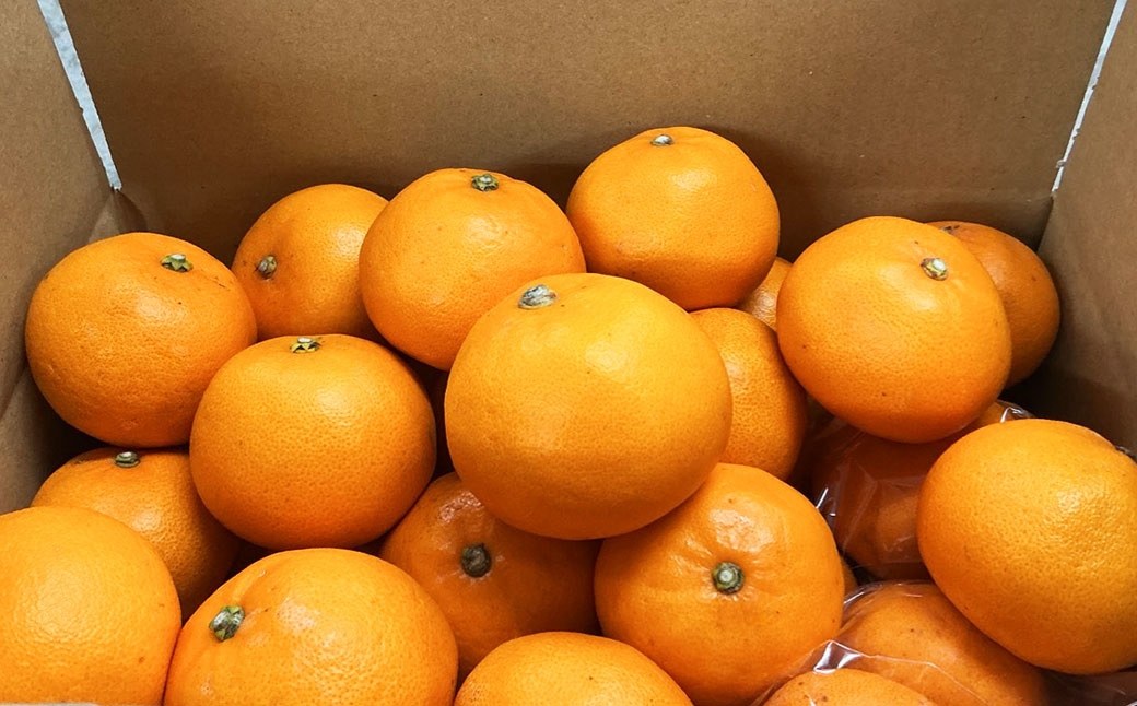 温州みかん （ 早生 ） 約5kg （ S ～ Lサイズ ） みかん ミカン 蜜柑 早生みかん 柑橘 果物 くだもの 果実 フルーツ 長崎県産 【 2026年11月上旬～12月下旬迄発送予定 】