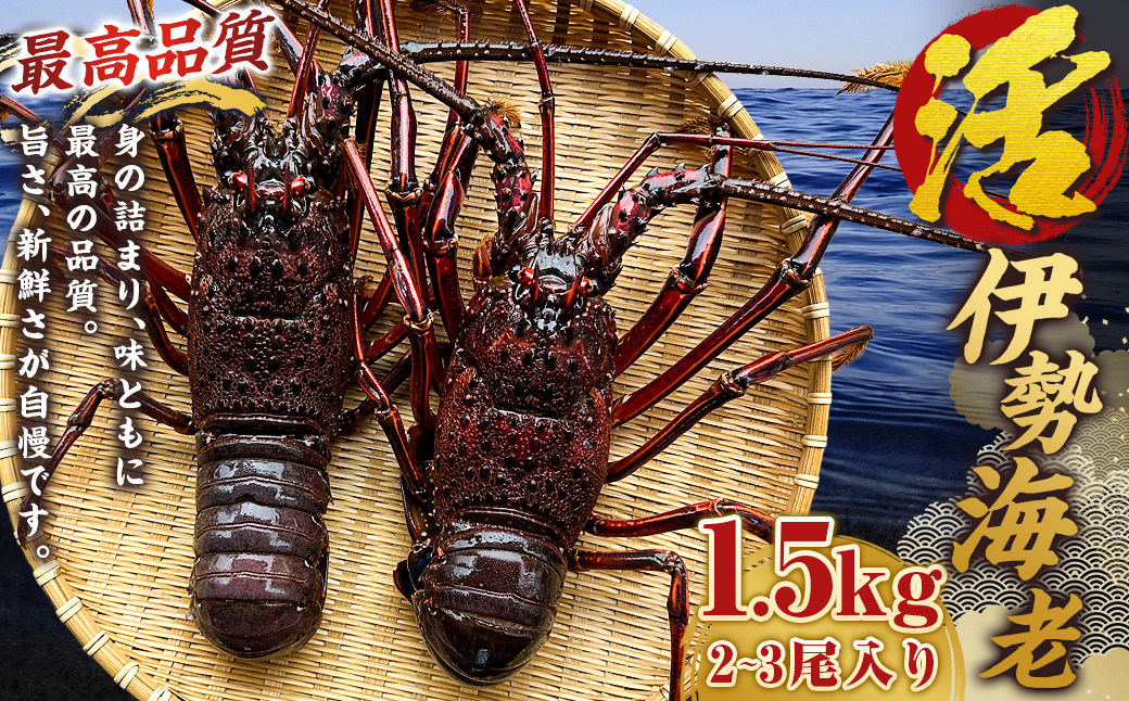 活 伊勢海老 (イセエビ)  大型 2～3尾入り 1.5kg 伊勢エビ エビ 海老 新鮮