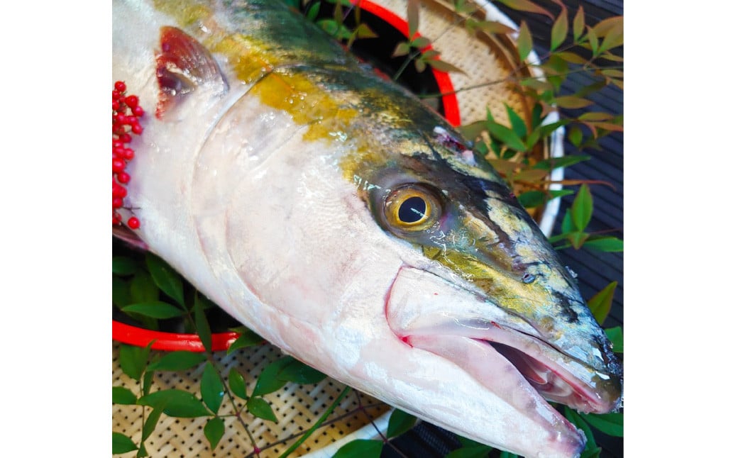 長崎近海 活き〆天然寒ぶり8kg台 (8.2kg〜8.8kg) 丸ごと1本！！ ／ 魚 海産物 魚介 鮮魚 海鮮 ブリ ぶり 鰤 天然 ブリしゃぶ 刺身 大将農園 長崎県 長崎市 【2025年9月下旬～2026年2月下旬迄発送予定】