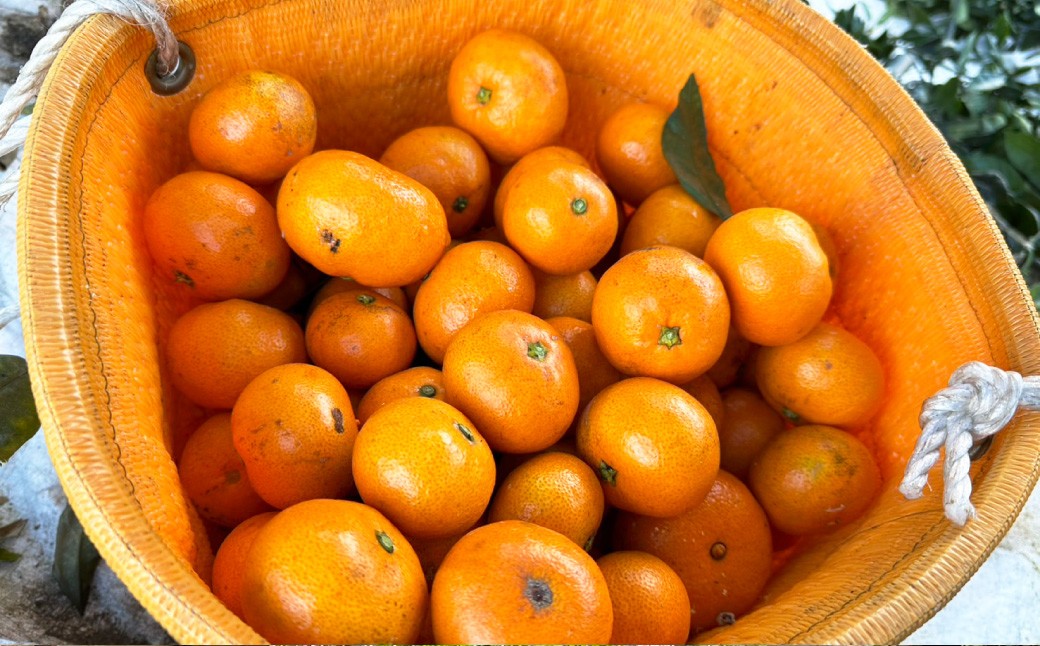 先行予約 長崎県産温州みかん （ ご家庭用 ） 約3kg ／ アフター保証 フルーツ 蜜柑 国産 長崎県産 柑橘系 くだもの 果物 【2026年11月上旬～12月下旬発送予定】