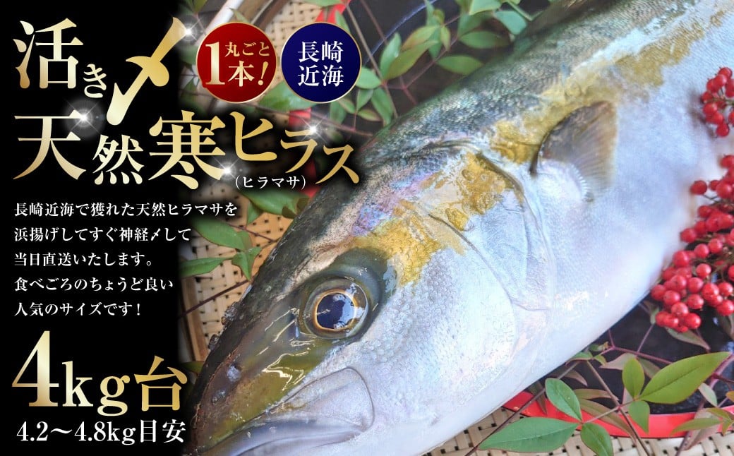 丸ごと1本！ 長崎近海 活き〆 天然寒ヒラス （ヒラマサ） 4kg台 （4.2〜4.8kg目安） 【2025年9月下旬～2026年2月下旬迄発送予定】 ／ ヒラス ヒラマサ 魚 さかな 魚介 魚介類 海鮮 鮮魚 長崎県産 国産 長崎県 長崎市 冷蔵