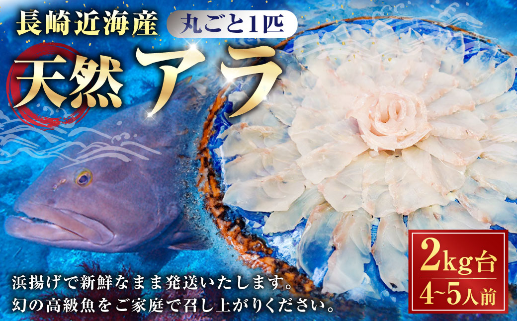 丸ごと1匹お届け！長崎近海 天然アラ (クエ) 2kg台 (2.2～2.8kg、4～5人前) ／  魚 鮮魚 魚介 海鮮 高級魚 くえ あら 血抜き 鍋 刺身 大将農園 長崎県 長崎市 【2025年9月下旬～2026年2月下旬迄発送予定】