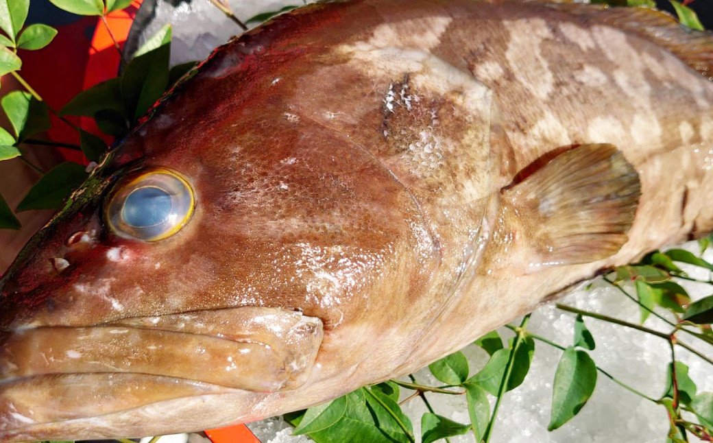 丸ごと1匹お届け！長崎近海 天然アラ (クエ) 8kg台 (8.2〜8.8kg、12〜15人前) ／ 魚 鮮魚 魚介 海鮮 高級魚 くえ あら 血抜き 鍋 刺身 大将農園 長崎県 長崎市