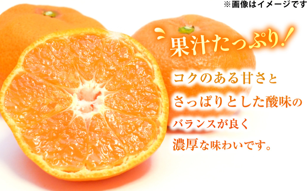 温州みかん 約3kg  柑橘 みかん 蜜柑  果物 くだもの フルーツ 果実 デザート 【2025年12月上旬-2025年1月下旬発送予定】