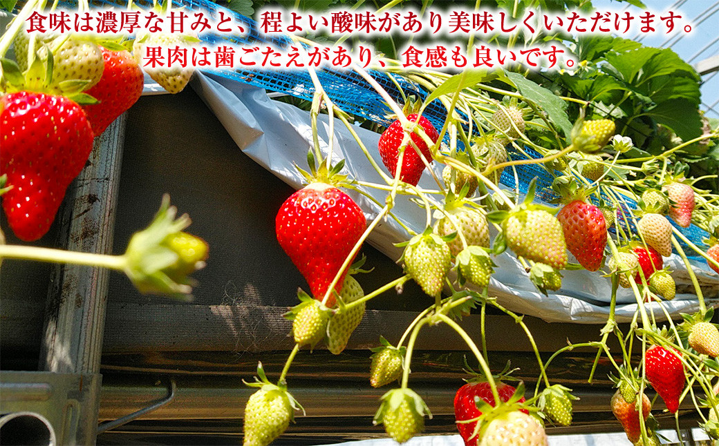 【12月21日着】 いちご ゆめの香 30粒 （15粒×2パック） 化粧箱入 【クリスマス用・数量限定】【贈答用】 ｜ イチゴ 苺 ゆめの香 フルーツ 果物 クリスマス 贈答用 ギフト 