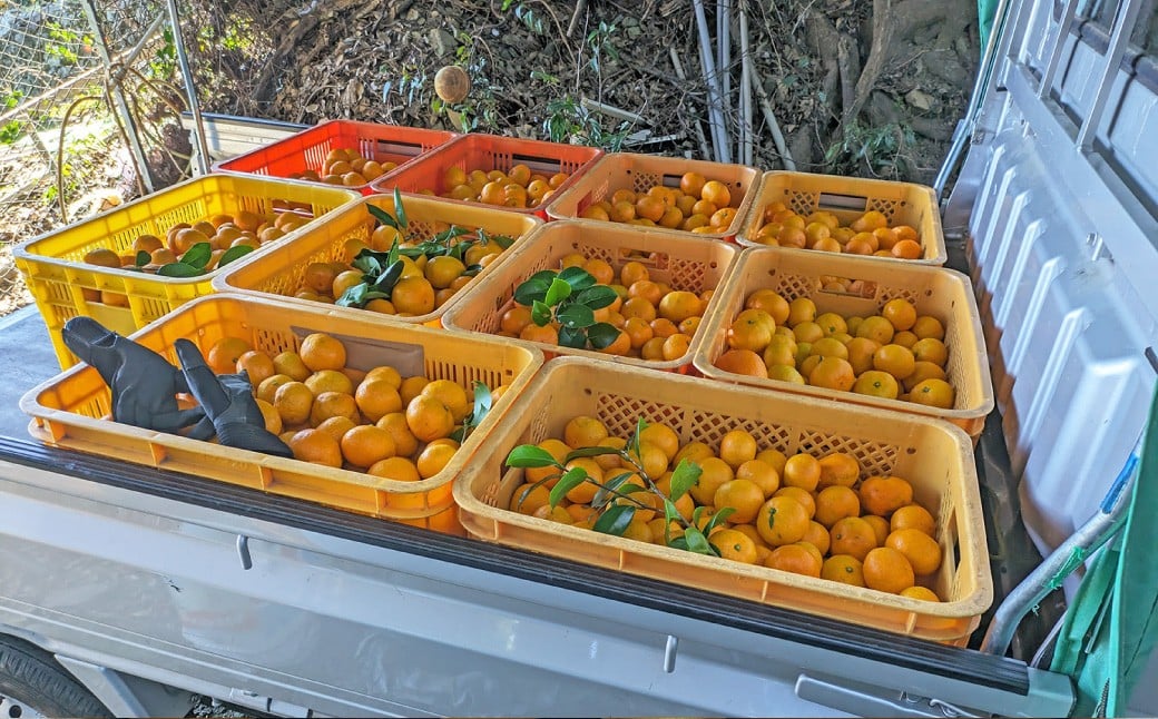 ★受付期間限定★【樹上完熟】 長崎みかん （普通温州） 約3kg 温州蜜柑 温州みかん 蜜柑 みかん ミカン 果物 果実 フルーツ 完熟 長崎県 長崎市 常温 【2025年12月下旬～2026年1月下旬発送予定】