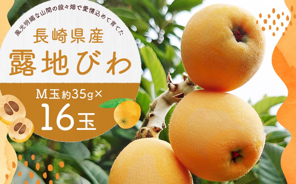 長崎県産 露地びわM 16玉入り ／ 1玉約35g 計約560g びわ ビワ フルーツ 果物 M玉 初夏 国産 長崎市産 九州産 【2025年5月下旬-2025年6月下旬迄発送予定】