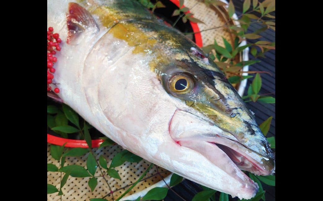 長崎近海 活き〆 天然 寒ぶり 6kg台 (6.2kg〜6.8kg) 丸ごと1本！！ ／ 魚 海産物 魚介 鮮魚 海鮮 ブリ ぶり 鰤 天然 ブリしゃぶ 刺身 大将農園 長崎県 長崎市 【2025年9月下旬～2026年2月下旬迄発送予定】