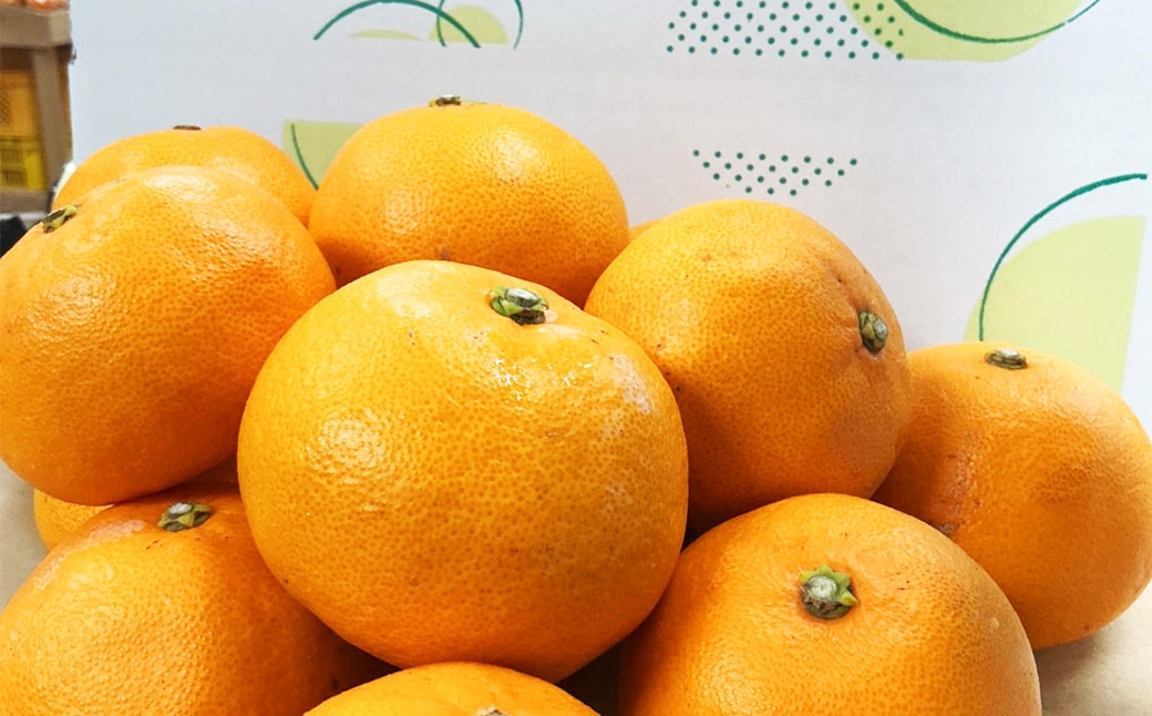 温州みかん （ 早生 ） 約5kg （ S ～ Lサイズ ） みかん ミカン 蜜柑 早生みかん 柑橘 果物 くだもの 果実 フルーツ 長崎県産 【 2026年11月上旬～12月下旬迄発送予定 】