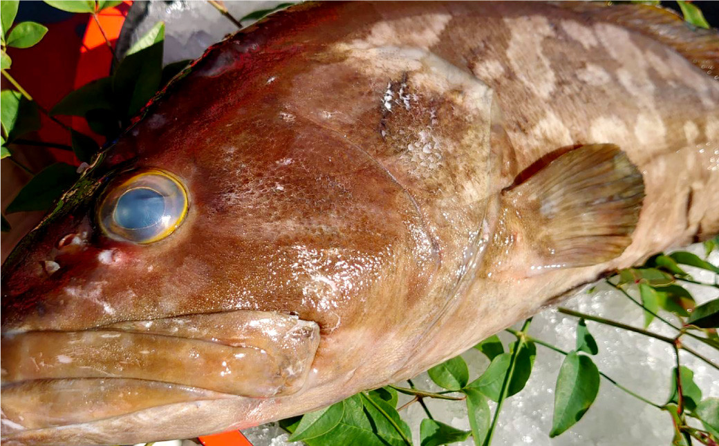 丸ごと1匹お届け！長崎近海 天然アラ (クエ) 3kg台 (3.2〜3.8kg、5〜6人前) ／ 魚 鮮魚 魚介 海鮮 高級魚 くえ あら 血抜き 鍋 刺身 大将農園 長崎県 長崎市