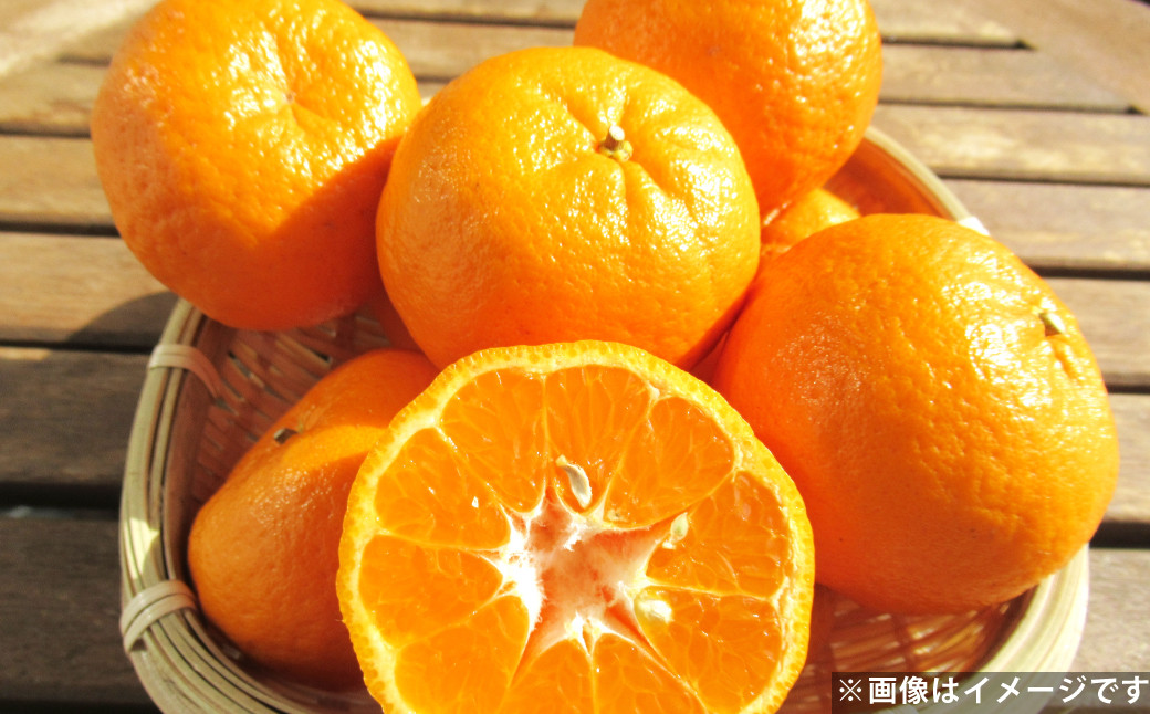 ポンカン 約3kg 柑橘 みかん ミカン 蜜柑 果物 フルーツ デザート 【2026年2月上旬-3月下旬発送予定】