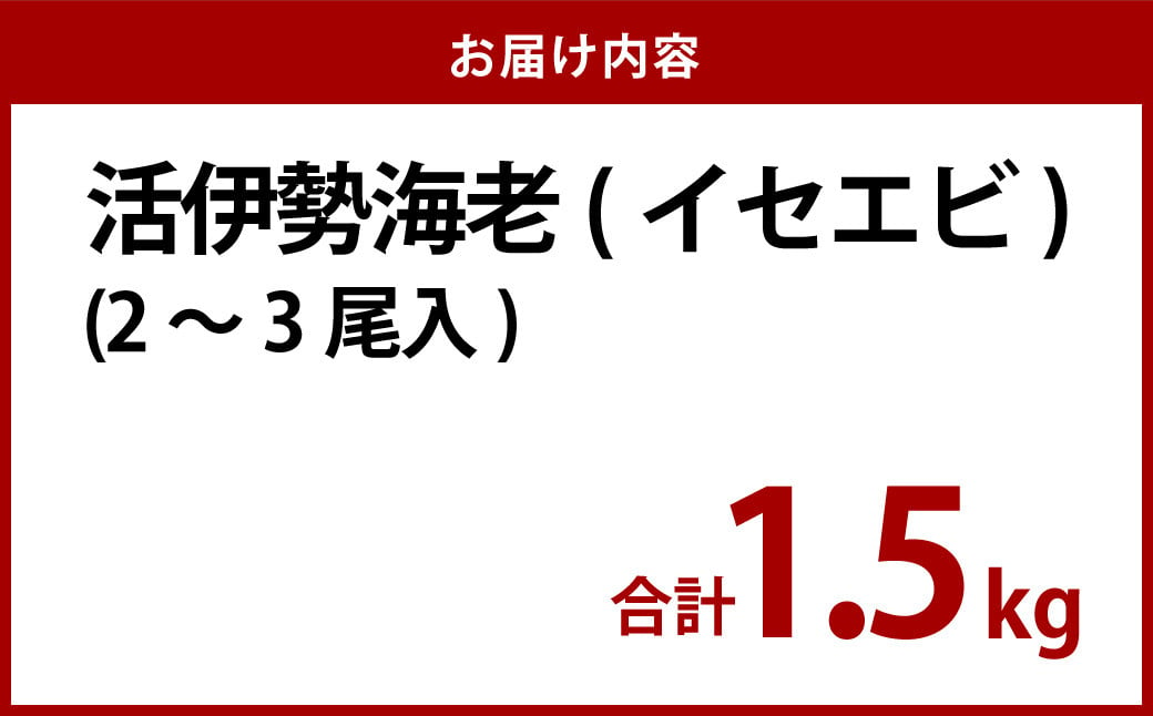 活 伊勢海老 (イセエビ)  大型 2～3尾入り 1.5kg 伊勢エビ エビ 海老 新鮮 【2024年9月下旬発送開始予定】