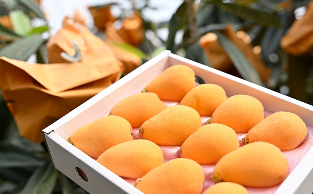 長崎市産びわ500g L玉サイズ（12個入） 贈答用箱入り 【2026年4月下旬～5月下旬発送予定】 びわ ビワ 果物 くだもの フルーツ 国産 国産フルーツ 常温 長崎県 長崎市