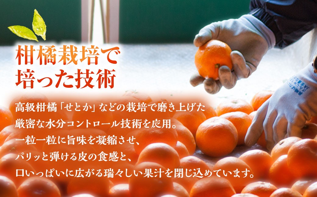 シャインマスカット 約1kg （2～3房） 【2026年8月上旬～下旬発送予定】 ぶどう 果樹園 香り くだもの 果物 果実 フルーツ 葡萄 ブドウ マスカット 果汁 甘み 酸味