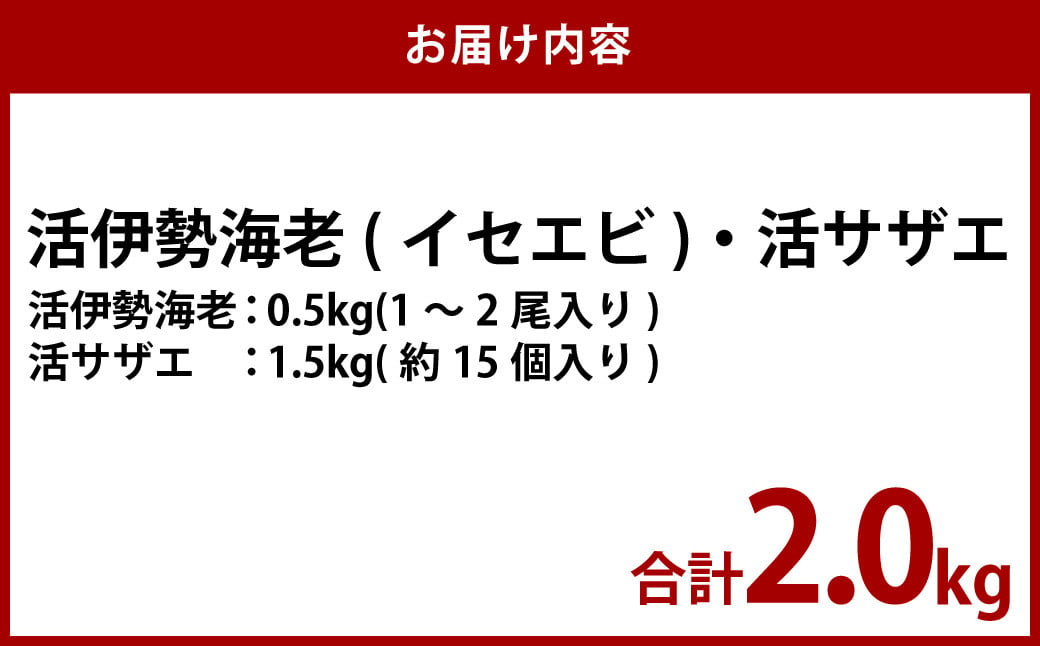 活伊勢海老（イセエビ）0.5kg・活サザエ1.5kg 伊勢海老 エビ サザエ セット 刺身 つぼ焼き 伊勢エビ 旨味 凝縮 生食 新鮮 活締め【2024年9月下旬-2025年5月下旬発送予定】