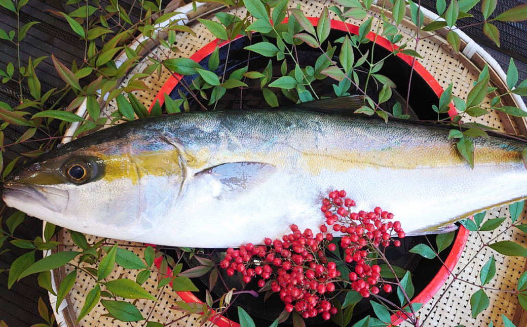 丸ごと1本！長崎近海 活き〆天然寒ヒラス (ヒラマサ) 5kg台 (5.2〜5.8kg) ／ 魚 魚介 鮮魚 海鮮 天然 ヒラマサ ヒラス 刺身 大将農園 長崎県 長崎市