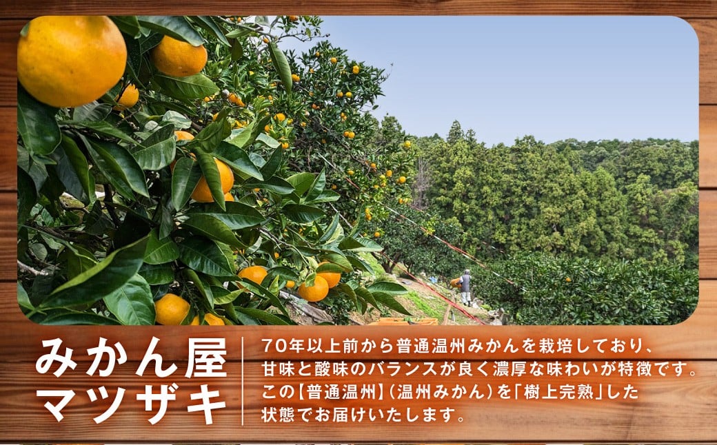 ★受付期間限定★【樹上完熟】 長崎みかん （普通温州） 約3kg 温州蜜柑 温州みかん 蜜柑 みかん ミカン 果物 果実 フルーツ 完熟 長崎県 長崎市 常温 【2025年12月下旬～2026年1月下旬発送予定】