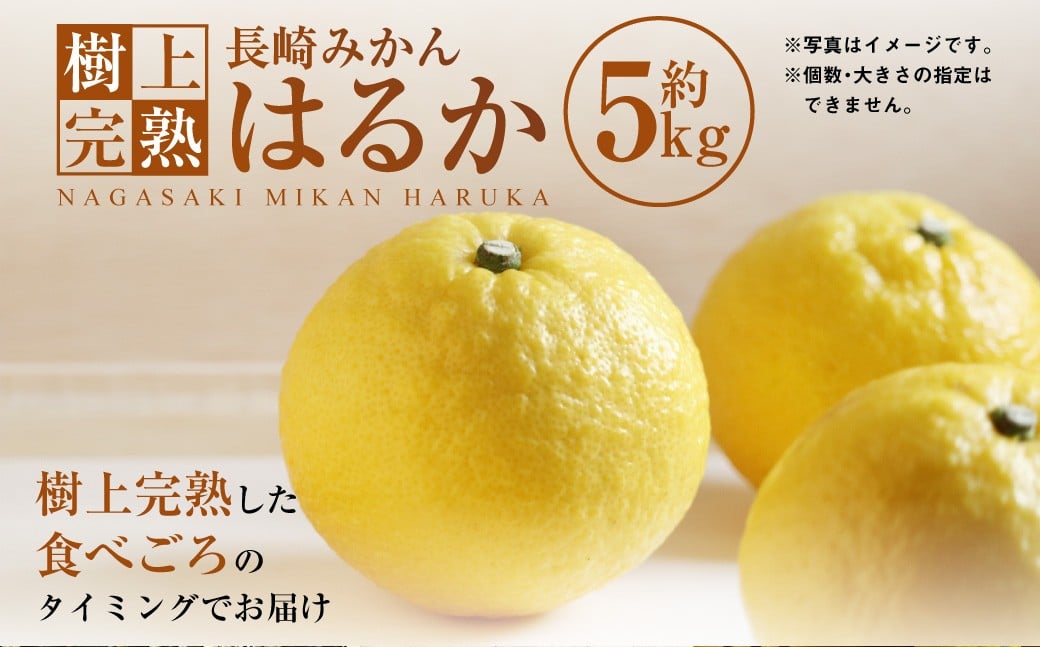【樹上完熟】長崎みかん （はるか） 約5kg みかん フルーツ 果物 くだもの ミカン 蜜柑 長崎 【2026年2月上旬-3月下旬発送予定】