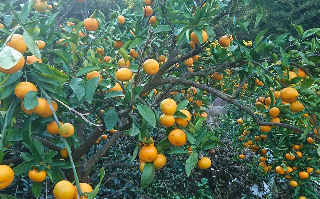 【11月上旬～1月上旬発送】長崎県産 訳あり 早生みかん10kg (ご自宅用) ／ 果物 フルーツ 柑橘 蜜柑 ミカン 温州みかん 早生 訳アリ ワケアリ わけあり 理由あり 国産 大将農園 長崎県 長崎市