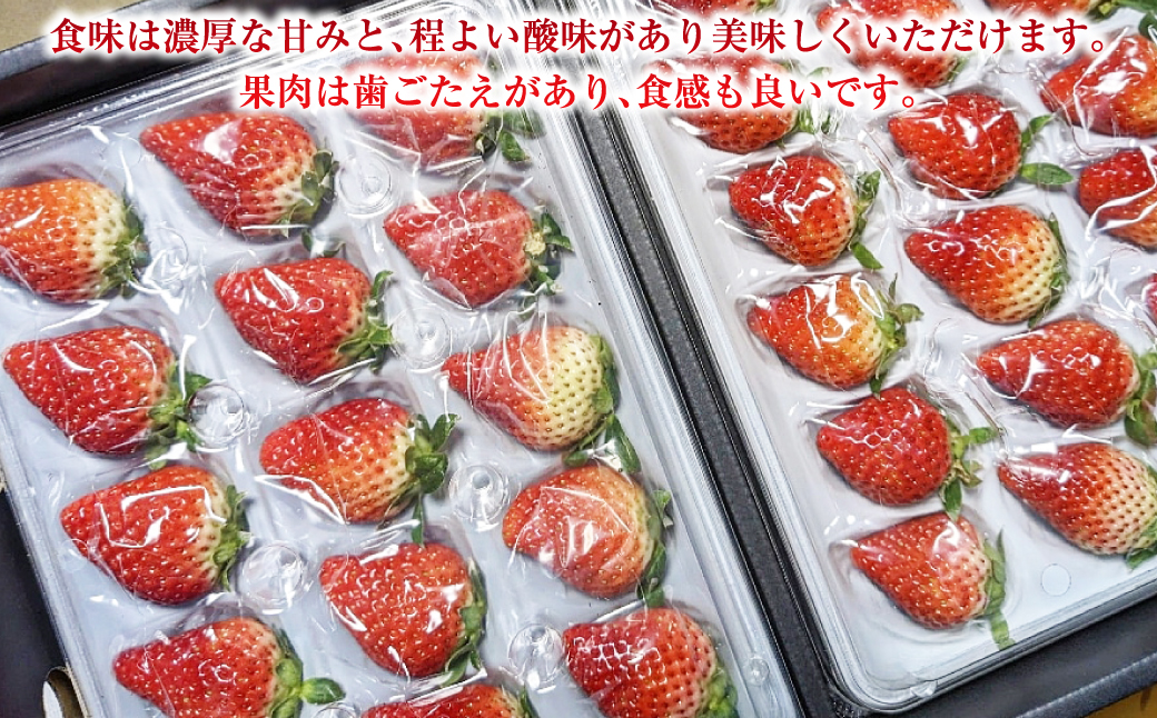 【贈答用】いちご ゆめの香 計30粒（15粒×2パック）化粧箱入 ／ イチゴ 苺 フルーツ 果物 くだもの わたる農園 長崎県 長崎市【2025年11月下旬-2026年3月下旬迄発送予定】