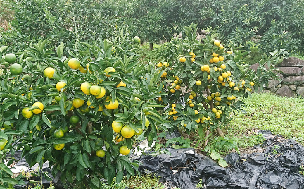 【11月下旬～1月下旬発送】長崎県産 早生温州みかん M～Lサイズ 5kg ／ 果物 フルーツ 柑橘 蜜柑 ミカン みかん 温州みかん 早生 Mサイズ～Lサイズ 国産 大将農園 長崎県 長崎市