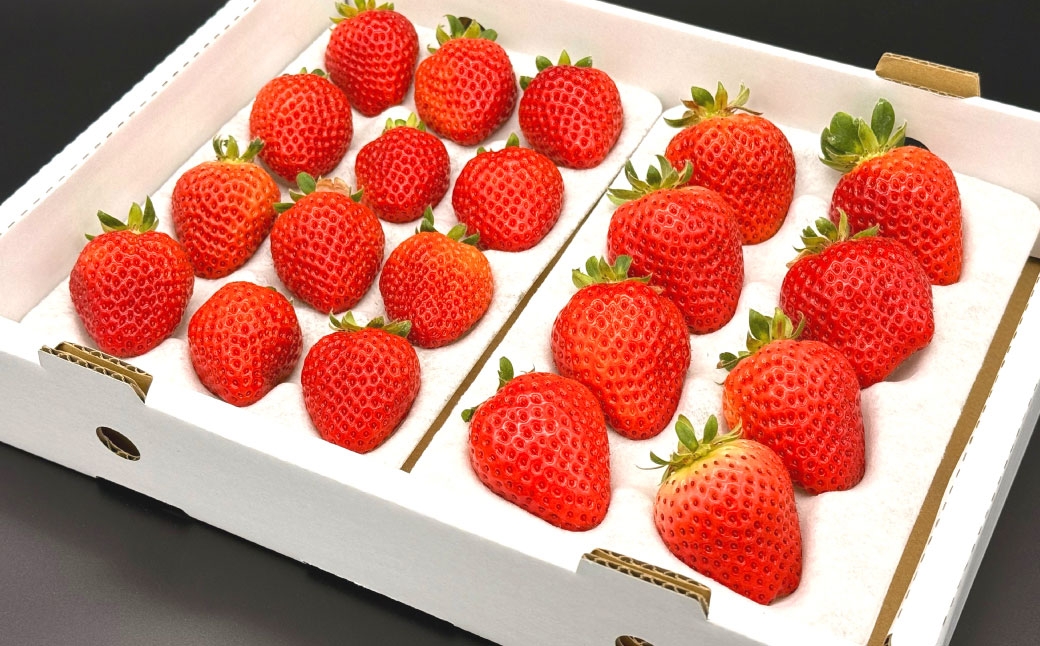 いちご 「 さちのか 」 約1kg（500g×2箱） 【2027年1月上旬～3月上旬出荷予定】 果物 くだもの 果実 苺 イチゴ フルーツ 果肉 国産 長崎県産 ジューシー 甘み コク 爽やか ビタミンC 酸味