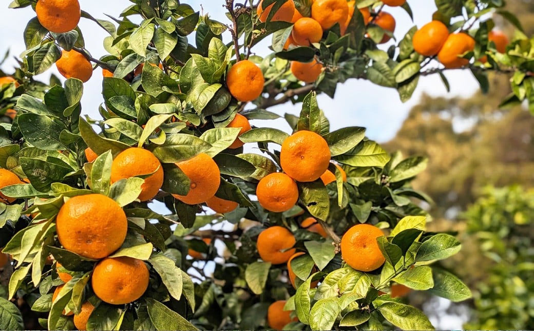 ★受付期間限定★【樹上完熟】 長崎みかん （普通温州） 約3kg 温州蜜柑 温州みかん 蜜柑 みかん ミカン 果物 果実 フルーツ 完熟 長崎県 長崎市 常温 【2025年12月下旬～2026年1月下旬発送予定】