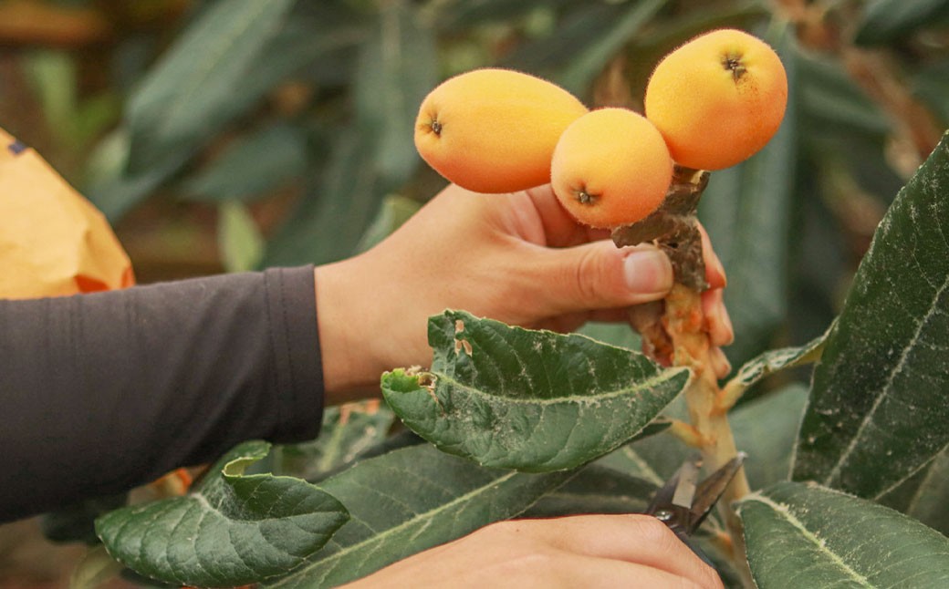 長崎市産びわ500g L玉サイズ（12個入） 贈答用箱入り 【2026年4月下旬～5月下旬発送予定】 びわ ビワ 果物 くだもの フルーツ 国産 国産フルーツ 常温 長崎県 長崎市