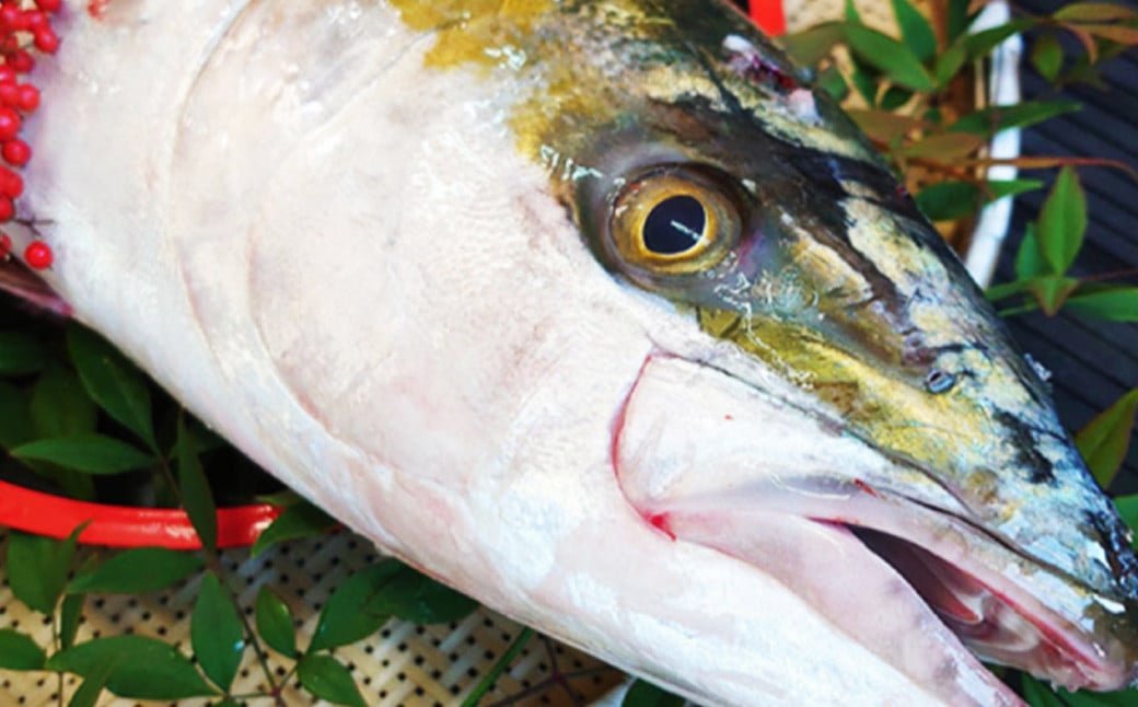 長崎近海 活き〆天然寒ぶり5kg台（5.2kg〜5.8kg）丸ごと1本！！ ／ 魚 海産物 魚介 鮮魚 海鮮 ブリ ぶり 鰤 天然 ブリしゃぶ 刺身 大将農園 長崎県 長崎市 【2025年9月下旬～2026年2月下旬迄発送予定】