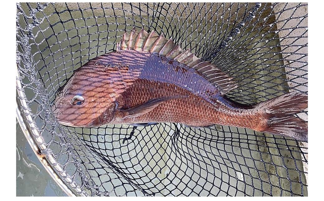 ゆうこう真鯛の胡麻ダレ海鮮丼の素 4食分 計280g(70g×4袋) 鯛 タイ マダイ 魚介類 海産物 ギフト お歳暮 父の日 長崎