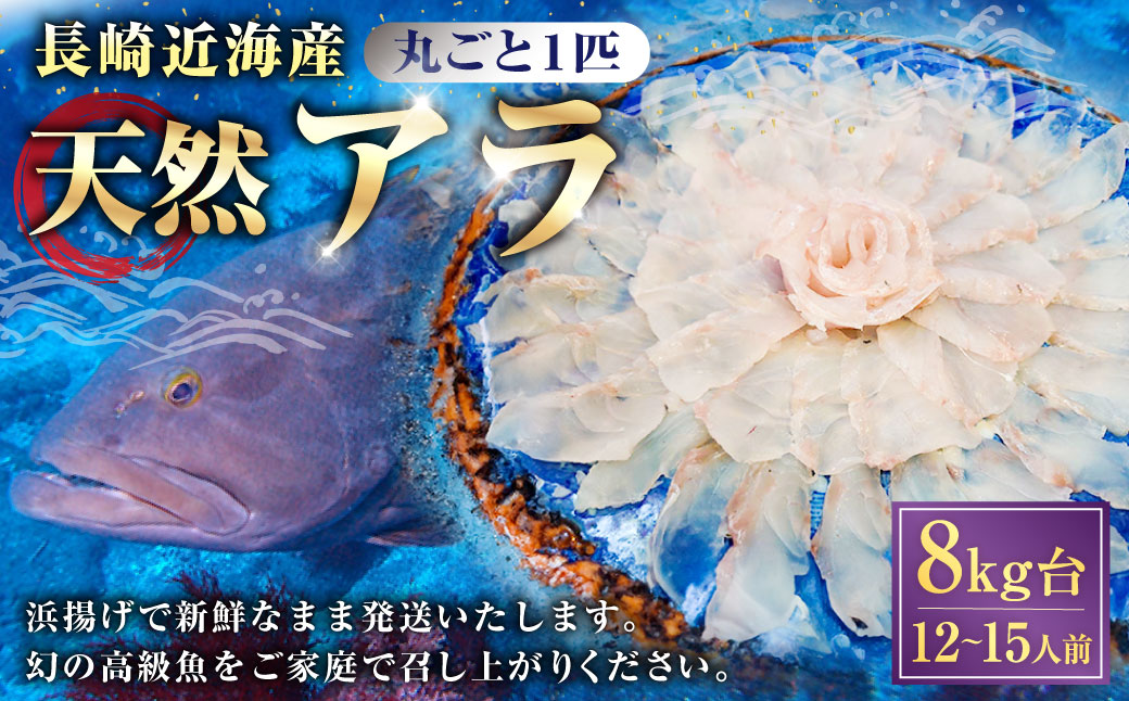 丸ごと1匹お届け！長崎近海 天然アラ (クエ) 8kg台 (8.2〜8.8kg、12〜15人前) ／ 魚 鮮魚 魚介 海鮮 高級魚 くえ あら 血抜き 鍋 刺身 大将農園 長崎県 長崎市 【2025年9月下旬～2026年2月下旬迄発送予定】