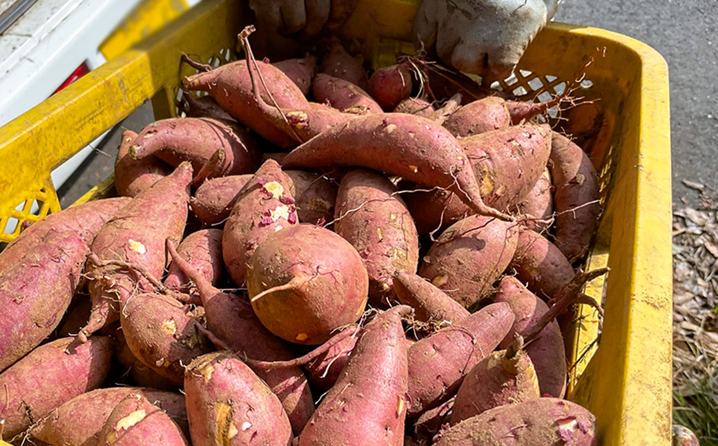 【7営業日以内発送】外海のかんころ餅 (4種類) 食べ比べ 計10本 各250g ／ かんころ餅 サツマイモ 芋 おやつ 郷土菓子 長崎県 長崎市