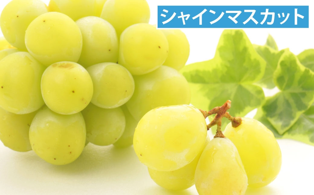 【 年4回定期便 （ 2月 ・ 4月 ・ 6月 ・ 9月配送 ） 】 長崎 旬のフルーツ 定期便 ライト シャインマスカット ・ ハウス桃 ・ びわ ・ 柑橘 果物 くだもの フルーツ 果実 マスカット 桃 ビワ 柑橘類 長崎県産