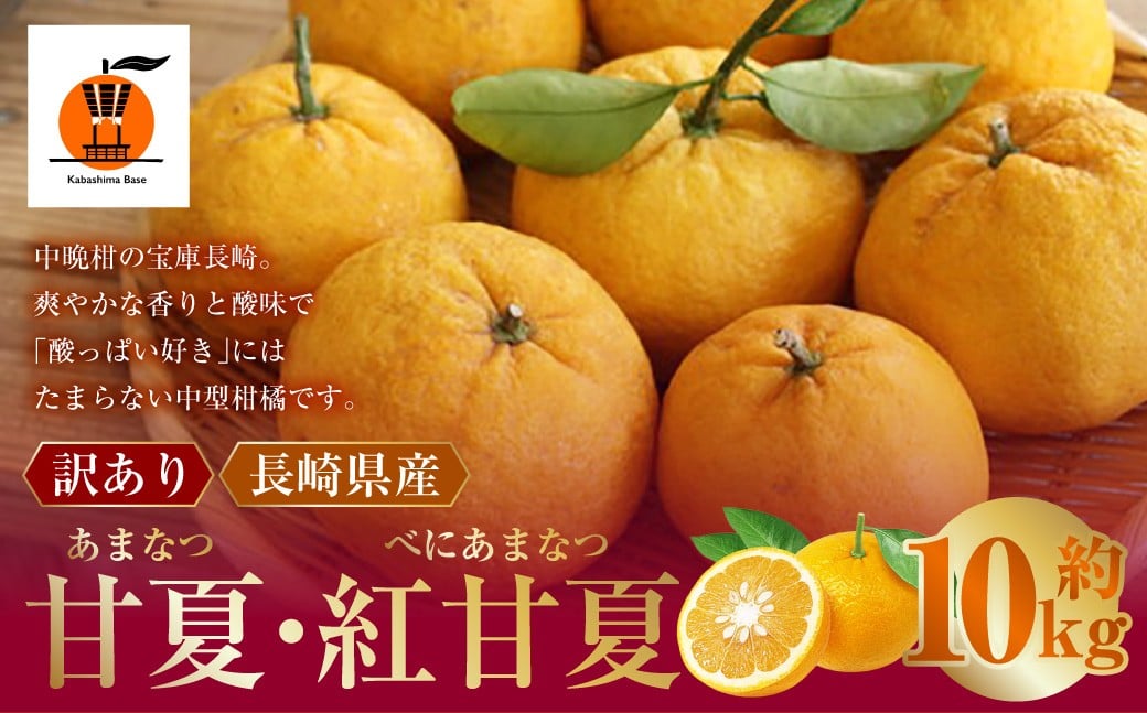 【訳あり】 長崎県産 甘夏 ・ 紅甘夏みかん 約10kg 【2026年2月上旬～3月下旬迄発送予定】 ／ あまなつ 紅あまなつ 柑橘 柑橘類 みかん フルーツ 果物 くだもの 国産フルーツ 規格外品  訳アリ 国産 長崎県 長崎市 常温