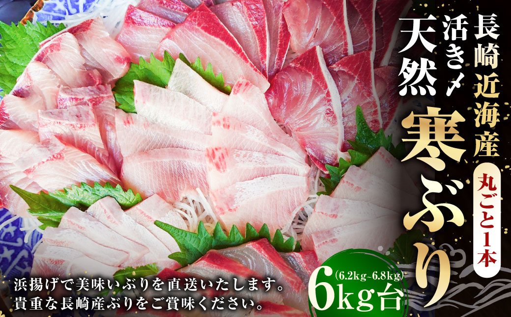 長崎近海 活き〆 天然 寒ぶり 6kg台 (6.2kg〜6.8kg) 丸ごと1本！！ ／ 魚 海産物 魚介 鮮魚 海鮮 ブリ ぶり 鰤 天然 ブリしゃぶ 刺身 大将農園 長崎県 長崎市 【2025年9月下旬～2026年2月下旬迄発送予定】