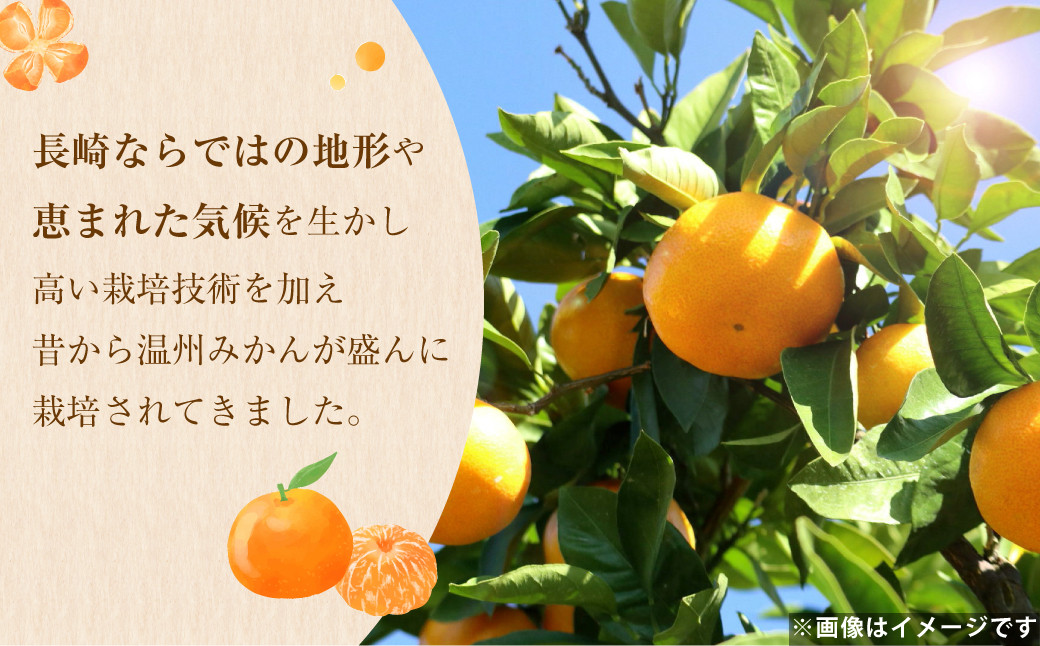 温州みかん 約3kg  柑橘 みかん 蜜柑  果物 くだもの フルーツ 果実 デザート 【2025年12月上旬-2025年1月下旬発送予定】